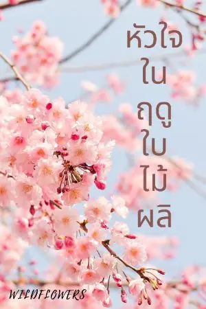 ปกนิยาย หัวใจในฤดูใบไม้ผลิ(มีebook)