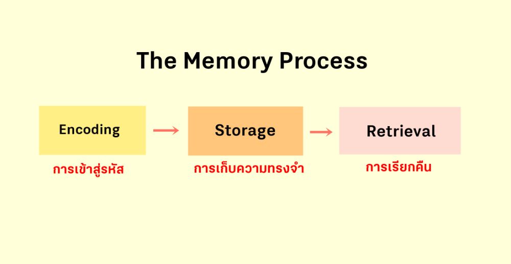3 ขั้นตอนจาก The Memory Process