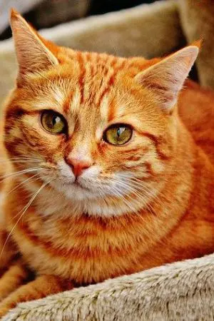 ปกนิยาย เมื่อไอดอลอย่างฉันกลายเป็นแมว