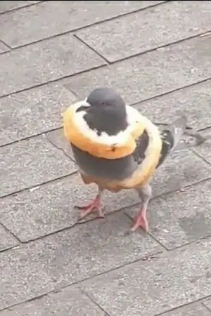 ปกนิยาย Solar Eclipses