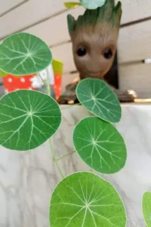 ปกนิยาย สาวขี้ขโมย