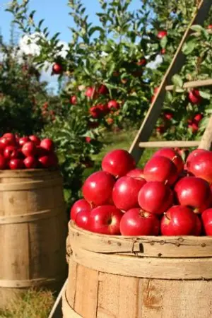 ปกนิยาย ระบบผลิตอาหารในวันสิ้นโลก 