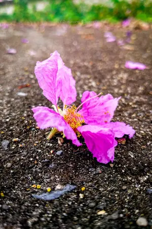 ปกนิยาย ใต้ร่มอินทนิล