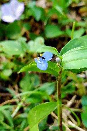 ปกนิยาย ปลายทางของพนา