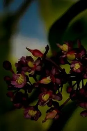 ปกนิยาย ชำมะเลียงเคียงใคร