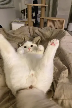 ปกนิยาย สตรีมเมอร์แมวตัวน้อยกับชายเปย์เงินทั้งสาม [Harem/4P] [Omegaverse] [yaoi]