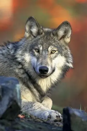 ปกนิยาย เกิดใหม่ทั้งที ข้าก็กลายเป็นหมาป่าซะงั้น