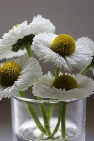 ปกนิยาย Love confession ชอบนักสารภาพรักซะเลย