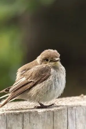 ปกนิยาย ชีวิตของผู้หญิงธรรมดาคนหนึ่ง