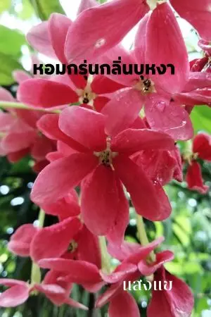 ปกนิยาย หอมกรุ่นกลิ่นบุหงา