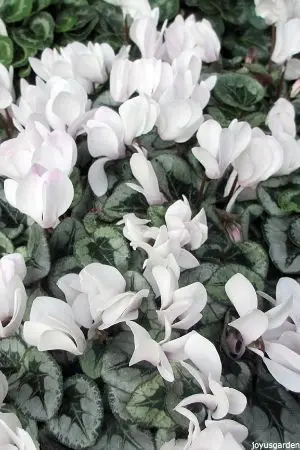 ปกนิยาย [Tokyo Revents]wilted cyclamen—ไซคลาเมนร่วงโรย