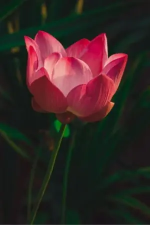 ปกนิยาย ห้วงรักสัตยา