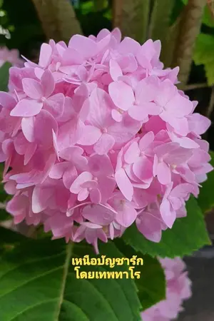 ปกนิยาย เหนือบัญชารัก ( มี E-book )