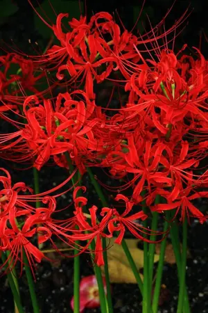 ปกนิยาย [Fic Ben10 omniverse​ x Kimetsu​ no​ yaiba]​เมื่อมุยอิจิโร่มาอยู่โลกเบ็นเท็น