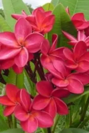 ปกนิยาย ลั่นทมสีเลือด