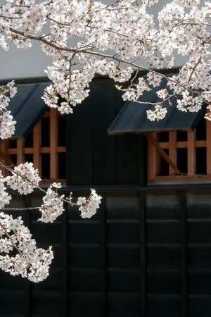 ปกนิยาย เธอคือซากุระ ผู้บานในฤดูใบไม้ร่วง