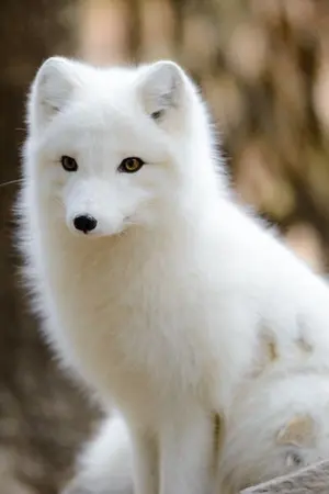 ปกนิยาย จิ้งจอกขาวใต้หิมะดำ