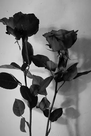 ปกนิยาย [ Fic Hunter x hunter ] ฉันคือ " เกรย์ "