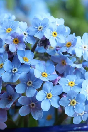 ปกนิยาย Where This Flower Blooms