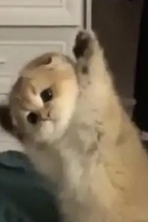 ปกนิยาย ข้าเป็นแมวไม่ใช่อสูร! |oc|