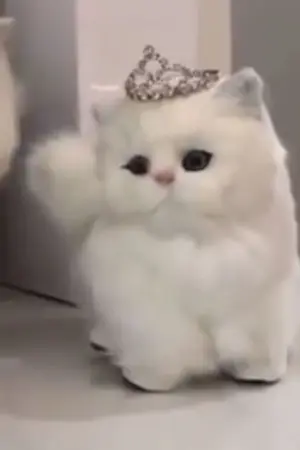 ปกนิยาย ( BL ) Haikyuu || เฟื่อนสารพัดประโยชน์ ( kageyama x oc )