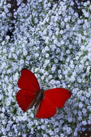 ปกนิยาย {harry potter}red butterfly