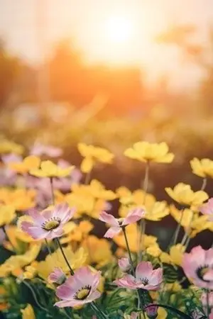 ปกนิยาย ฟลอเรียสาวน้อยกับคำสาปพลังฝ่ามือยมทูต