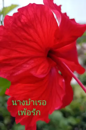 ปกนิยาย นางบำเรอเพ้อรัก(มีอีบุ๊กในmeb18+)