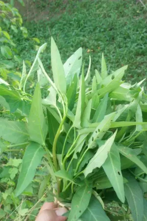 ปกนิยาย ปลูกผักกันเถอะนะมารดา