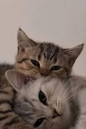 ปกนิยาย my cats🐱🤍