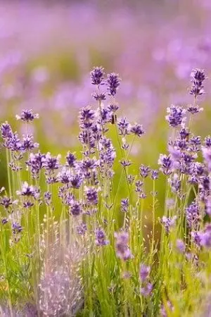 ปกนิยาย รอยรักในเพลิงแค้น##ฟิคป๋อจ้าน