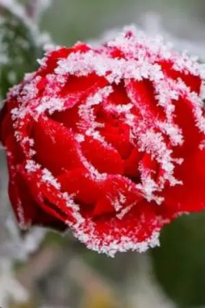 ปกนิยาย อื้มเข้ามาอ่านเองสิ