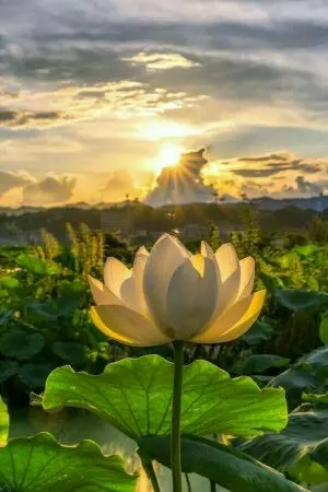 ปกนิยาย บัวเคียงตะวัน(BL/YAOI)