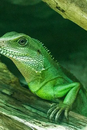 ปกนิยาย ราชันอสุร