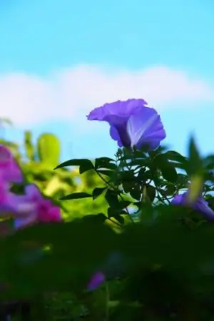 ปกนิยาย เซาเยว่  สาวน้อยบ้านไร่