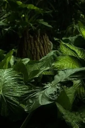 ปกนิยาย เเบบสอบถามคนอ่านนิยาย