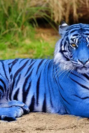 ปกนิยาย Blue Tigerป่าอาถรรพ์