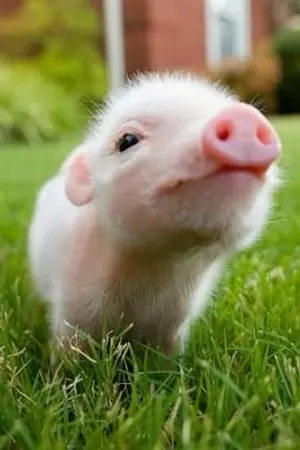 ปกนิยาย เกิดเป็นหมู