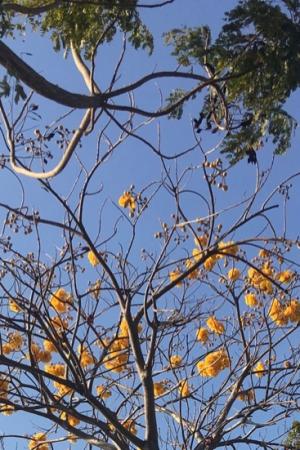 ปกนิยาย จากฟ้านภาสู่ป่าพงไพร่