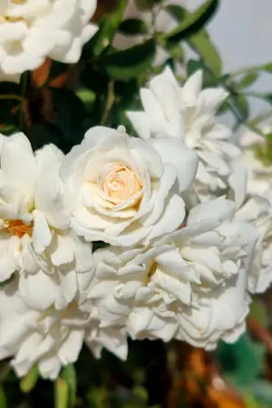 ปกนิยาย ทวงรัก [Yaoi/BL]