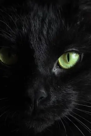 ปกนิยาย แมวดำ