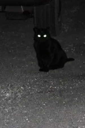 ปกนิยาย แมวสีดำ