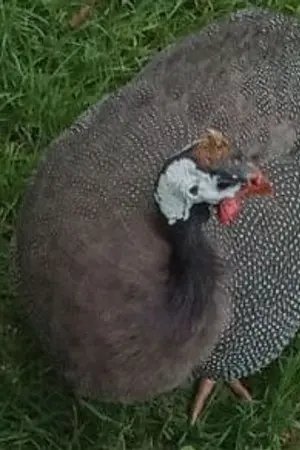 ปกนิยาย เจ้าสาวคืนเดียวสามารเหนี่ยวหัวใจผม