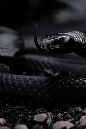 ปกนิยาย นาคา เถื่อน Mpreg