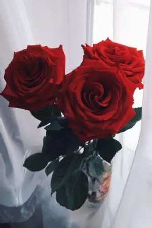 ปกนิยาย โอกาส (chance) | #โซอิน