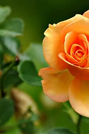 ปกนิยาย สายใยรักข้ามเวลา (ยังไม่เรียบเรียงใหม่)