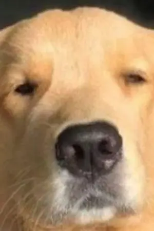 ปกนิยาย เกิดใหม่ในTokyo Revengersเเต่เสือกหน้าตาเหมือนไมค์กี้|Tokyo Revengers Xy/n