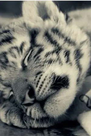 ปกนิยาย BNHA FANFIC : ขอร้องล่ะครับ ปล่อยให้ผมนอนทีเถอะ