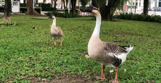 แก๊งห่านเจ้าถิ่น ณ  มจธ.