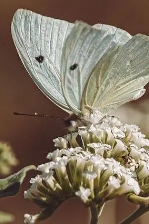 ปกนิยาย ฉันคือพนิดา